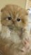 Persian Cats for sale in East Cobb, GA, USA. price: $800