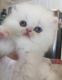 Persian Cats for sale in East Cobb, GA, USA. price: $1,000