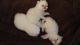 Persian Cats for sale in Pensacola, FL 32503, USA. price: $650