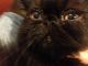 Persian Cats for sale in Bay City, MI, USA. price: NA