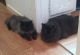 Persian Cats for sale in Greenville, SC, USA. price: $550