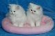 Persian Cats for sale in N State Rd 7, Lauderdale Lakes, FL, USA. price: NA