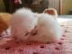 Persian Cats for sale in Plainwell, MI 49080, USA. price: $800