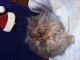 Persian Cats for sale in Pottstown, PA 19464, USA. price: NA