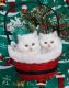 Persian Cats for sale in Grayson, GA, USA. price: NA