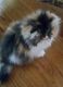 Persian Cats for sale in Nashville, TN, USA. price: $600