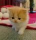 Persian Cats for sale in Plainwell, MI 49080, USA. price: $600