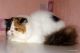 Persian Cats for sale in Lynn, MA 01905, USA. price: $600