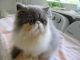 Persian Cats for sale in Palm Beach Gardens, FL, USA. price: NA
