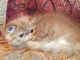 Persian Cats for sale in Tampa, FL, USA. price: $750