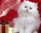 Persian Cats for sale in Morristown, TN, USA. price: NA