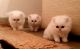 Persian Cats for sale in Danville, VA, USA. price: NA