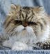 Persian Cats for sale in Temple City, CA, USA. price: NA