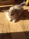 Persian Cats for sale in Ringgold, GA 30736, USA. price: NA