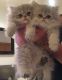 Persian Cats for sale in Westerville, OH 43082, USA. price: NA