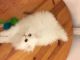 Persian Cats for sale in Flushing, NY 11371, USA. price: NA