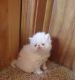 Persian Cats for sale in Medway, OH 45341, USA. price: NA