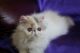 Persian Cats for sale in Aurora, CO, USA. price: $1,000