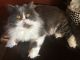 Persian Cats for sale in Columbus, IN, USA. price: NA