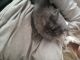 Persian Cats for sale in River Falls, WI 54022, USA. price: NA