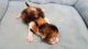 Persian Cats for sale in Opelika, AL, USA. price: $800