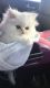 Persian Cats for sale in Vallejo, CA, USA. price: $500