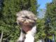 Persian Cats for sale in Winthrop, ME, USA. price: $950