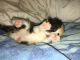 Persian Cats for sale in Palm Coast, FL, USA. price: $650