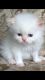 Persian Cats for sale in Little Falls, NJ 07424, USA. price: NA