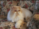 Persian Cats for sale in Torrington, CT, USA. price: $250