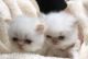 Persian Cats for sale in Menifee, CA, USA. price: NA