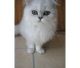 Persian Cats for sale in Annapolis, MD, USA. price: NA