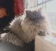 Persian Cats for sale in Monrovia, CA, USA. price: NA
