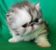 Persian Cats for sale in Ontario, CA 91761, USA. price: $1,200