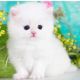 Persian Cats for sale in Walnut, CA, USA. price: NA