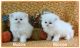 Persian Cats for sale in Oklahoma City, OK, USA. price: $400