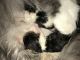 Persian Cats for sale in Buford, GA, USA. price: NA