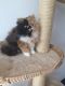 Persian Cats for sale in Texas City, TX, USA. price: $380