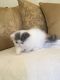 Persian Cats for sale in St. Louis, MO, USA. price: $650