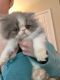 Persian Cats for sale in Cary, NC 27518, USA. price: $1,000
