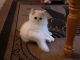 Persian Cats for sale in Columbus, OH 43085, USA. price: $350