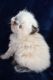 Persian Cats for sale in Southern California, CA, USA. price: NA