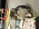 Persian Cats for sale in Buford, GA, USA. price: NA