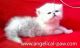 Persian Cats for sale in Morristown, TN, USA. price: NA