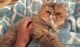 Persian Cats for sale in West Palm Beach, FL 33401, USA. price: $400