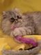 Persian Cats for sale in Hillsboro, OR, USA. price: $800