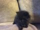 Persian Cats for sale in Taylorville, IL, USA. price: NA