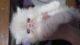 Persian Cats for sale in West Warwick, RI 02893, USA. price: $950