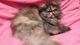 Persian Cats for sale in Lynbrook, NY 11563, USA. price: NA
