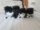 Persian Cats for sale in FL-436, Casselberry, FL, USA. price: NA